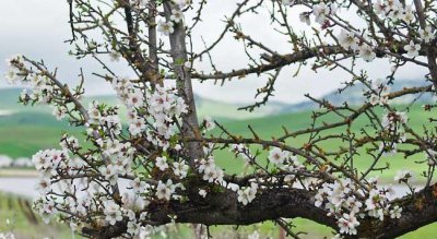 梅花是什么季节开的 观赏梅花花期简介