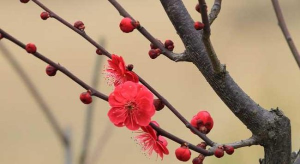 梅花是什么季节开的