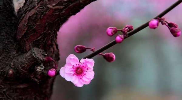梅花是什么季节开的