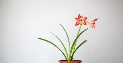对红花怎么养才开花 对红的养殖方法介绍