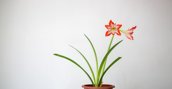 对红花怎么养才开花