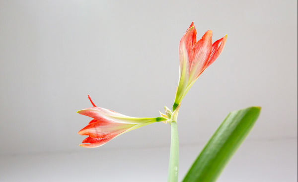 对红花怎么养才开花