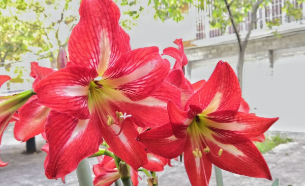 对红花怎么养才开花