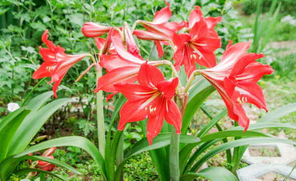 对红花怎么养才开花