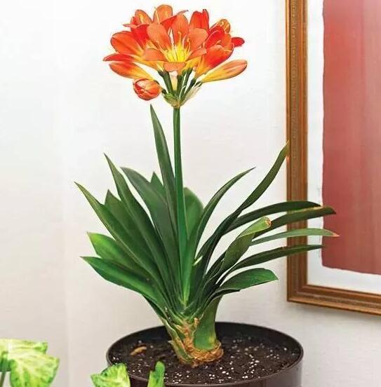 君子兰怎么养才能开花旺盛