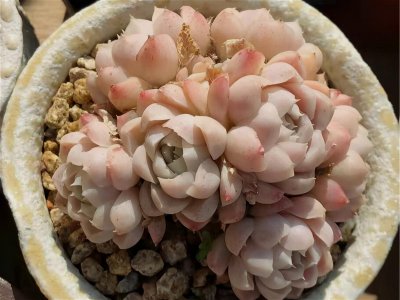 精品多肉有哪些品种 九大漂亮的多肉植物排名