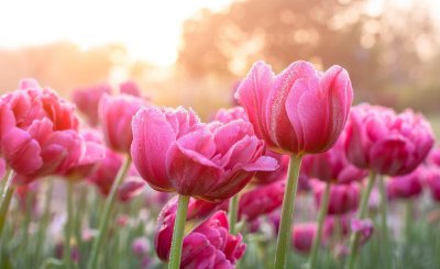 郁金香花语和寓意 郁金香的真正含义