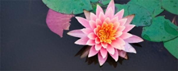 睡莲刚买回来怎样养