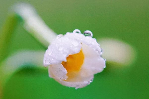 水仙怎么养才能开得好