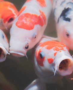 新手怎样养锦鲤鱼 新手养锦鲤入门基础教程