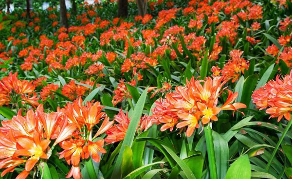 君子兰开花夹箭怎么办