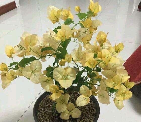 三角梅怎么养才能更旺盛