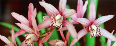 怎样种兰花 栽种兰花的正确方法