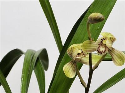 怎样种兰花