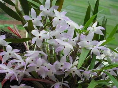 怎样种兰花
