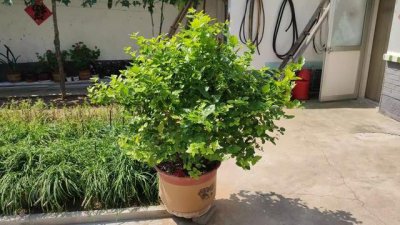 茉莉花如何养护 教你正确养护茉莉花