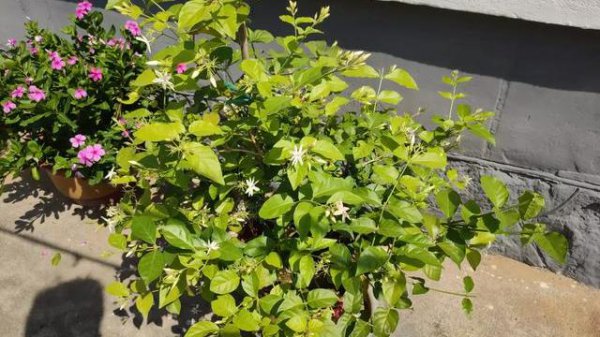 茉莉花如何养护