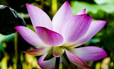 莲花什么季节开花 观赏莲花花期简介