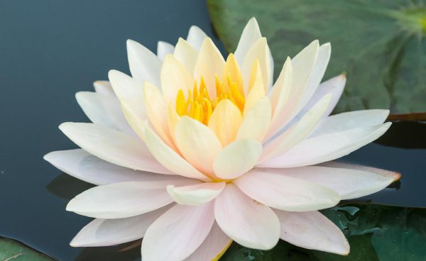 莲花什么季节开花