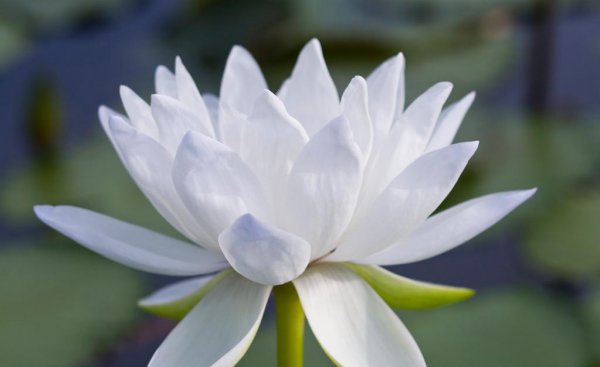 莲花什么季节开花
