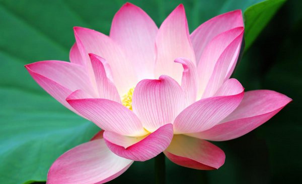 莲花什么季节开花