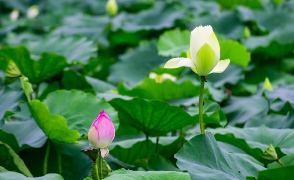 莲花什么季节开花