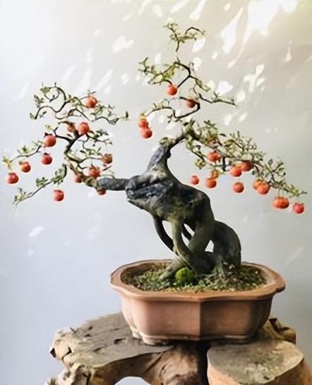 金弹子用什么土栽最好