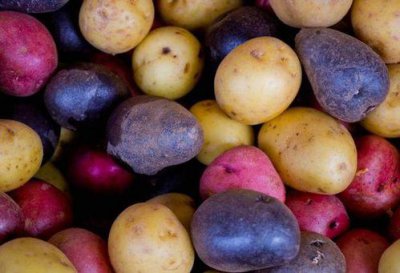 什么品种土豆产量最高 土豆品种名称大全