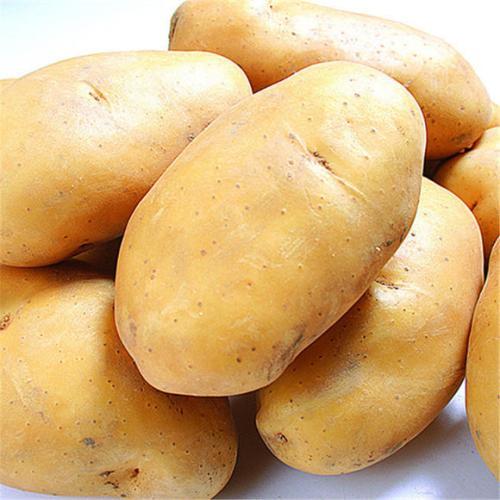 什么品种土豆产量最高