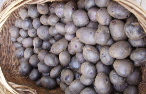 什么品种土豆产量最高