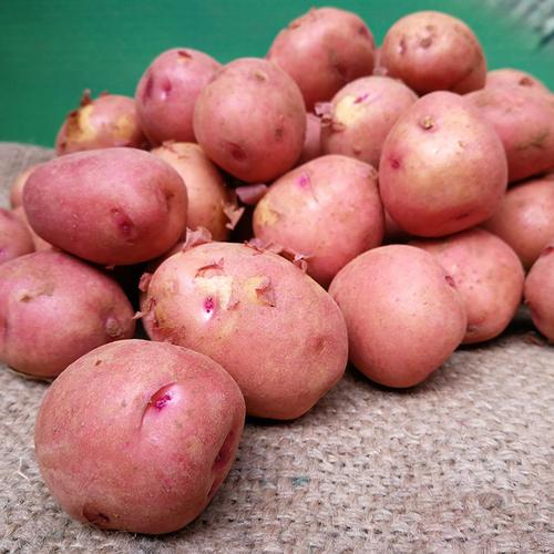 什么品种土豆产量最高