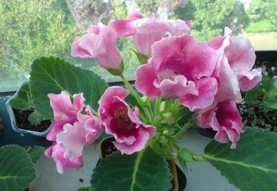 大岩桐花怎么养开花多 大岩桐花的养护知识