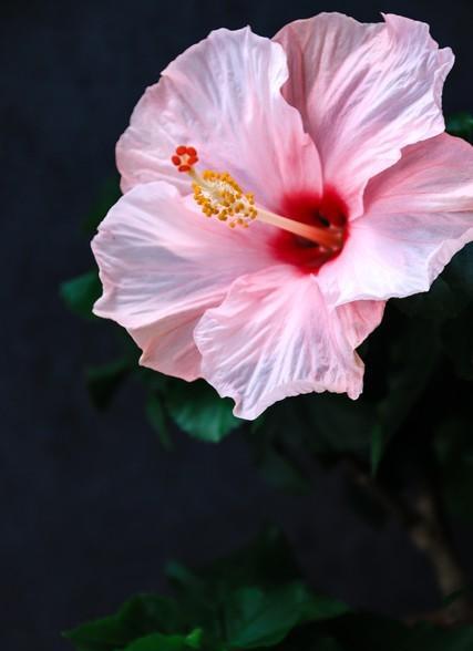 扶桑花代表什么意思