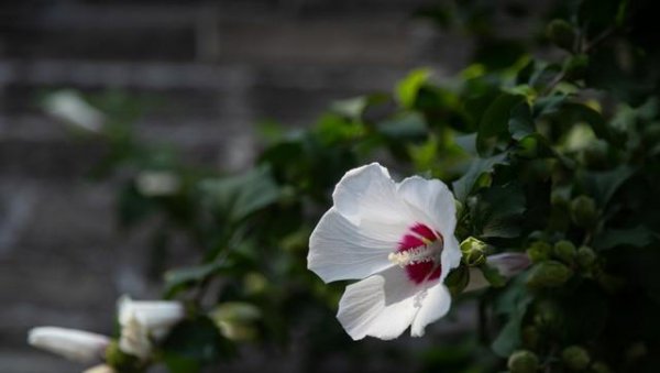 扶桑花代表什么意思