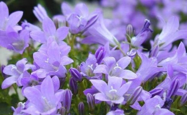 桔梗花的花语是什么