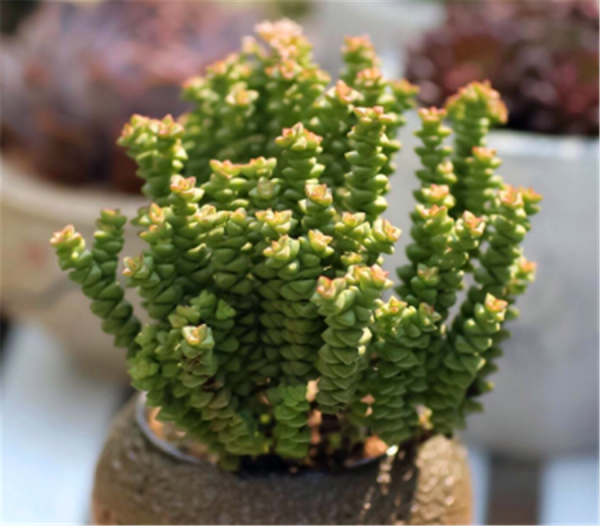 小米星怎么养成老桩