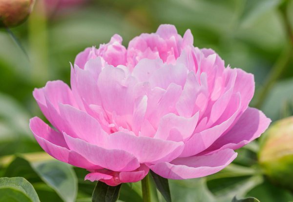 芍药花什么时候开花