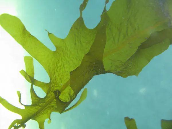 水下植物有哪些种类