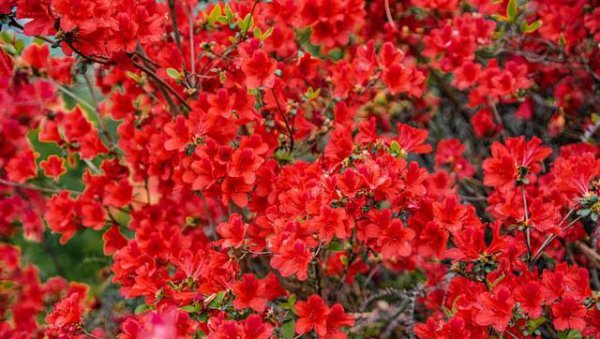 石榴花几月开花
