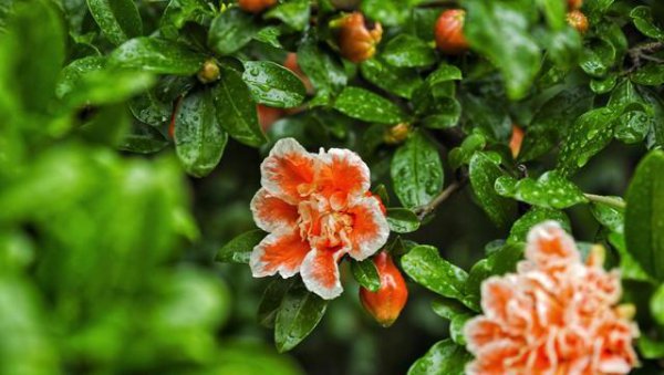 石榴花几月开花
