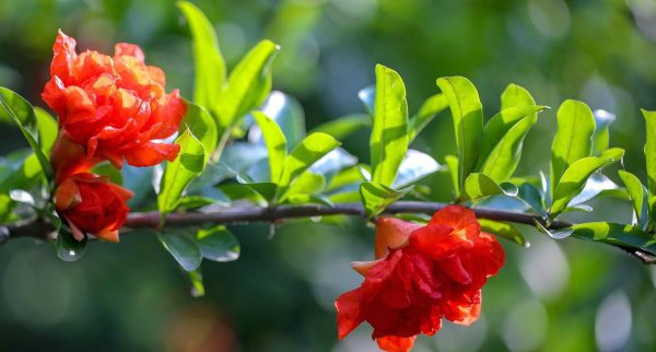 石榴花几月开花