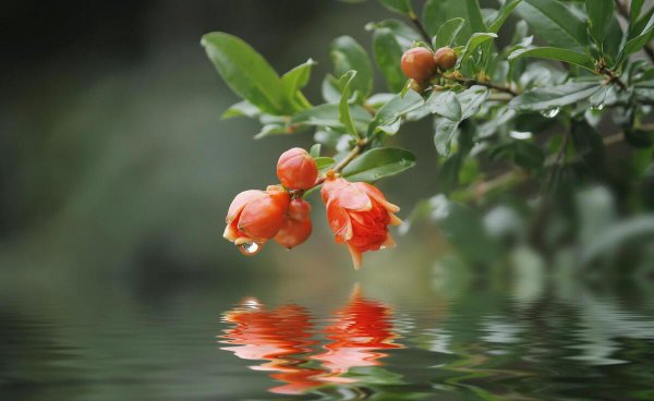 石榴花几月开花