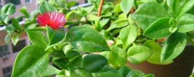 牡丹吊兰什么时候开花 关于牡丹吊兰最佳观赏时间