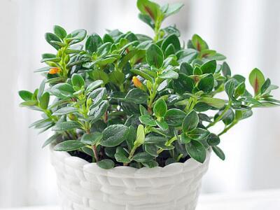 牡丹吊兰什么时候开花