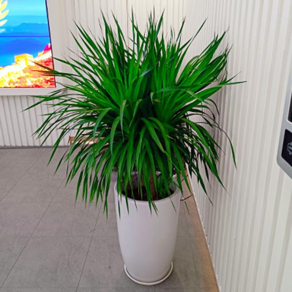 花卉龙须树怎么养护