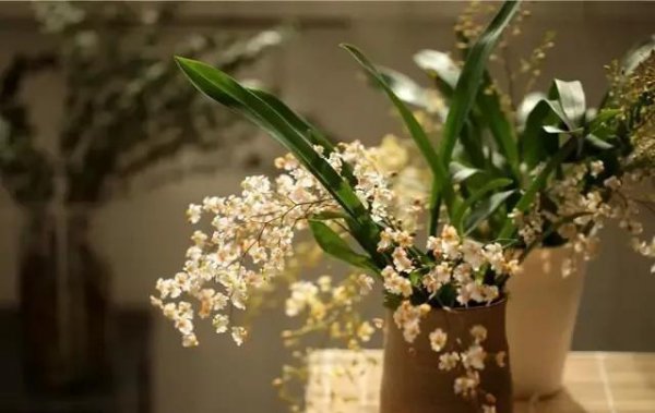梦香兰怎么养才能开花