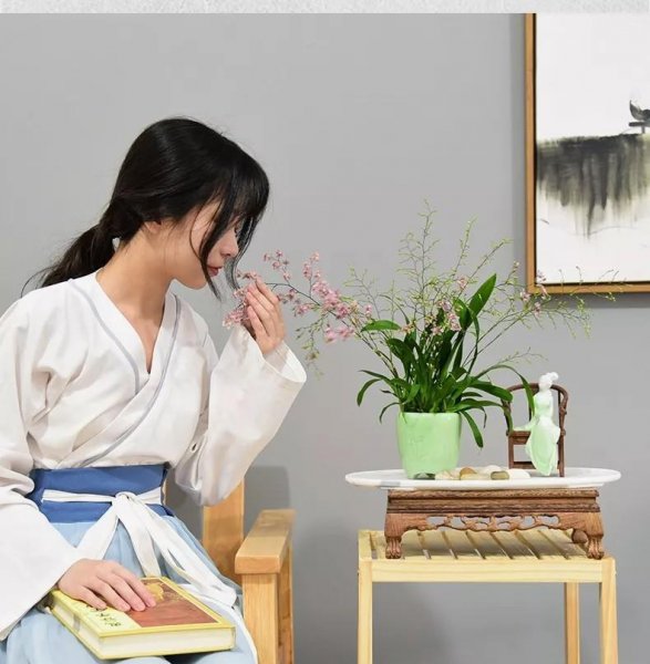 梦香兰怎么养才能开花