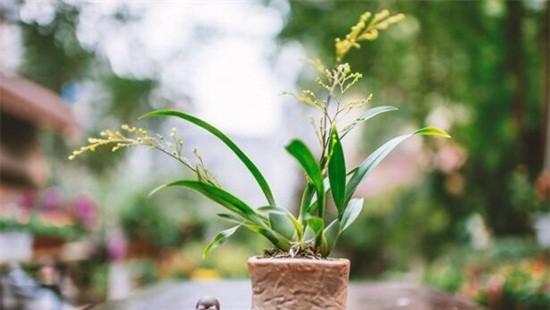 梦香兰怎么养才能开花