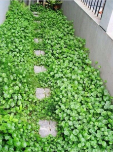 铜钱草怎么养才能更旺盛 铜钱草的养护小窍门