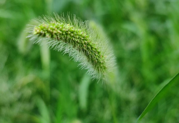 狗尾巴草的花语是什么